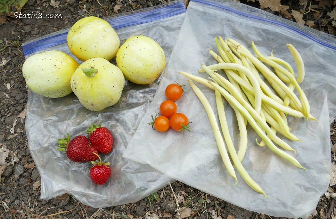 Harvested veggies on ziplocks on the ground