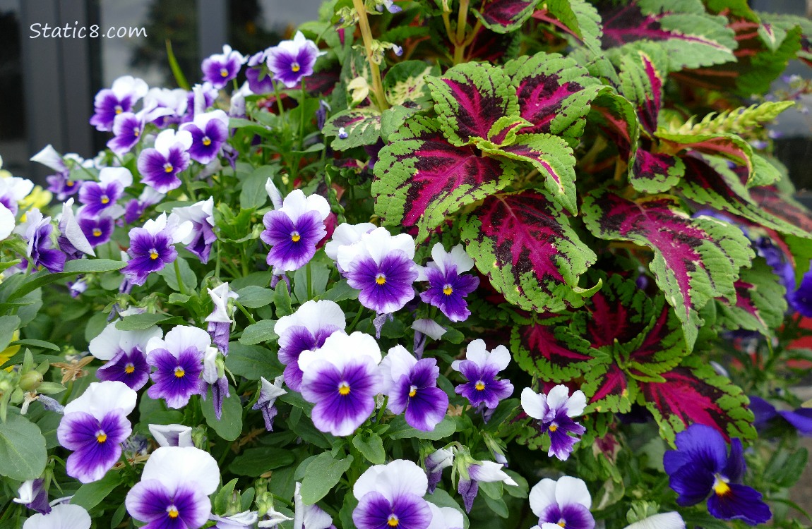 Purple and white bicolour Pansy Blooms with red and green Coleus leaves