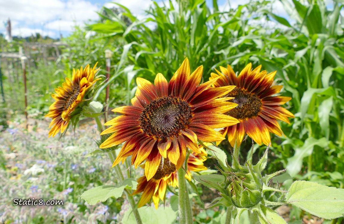 Sunflowers blooming in front of corn stalks