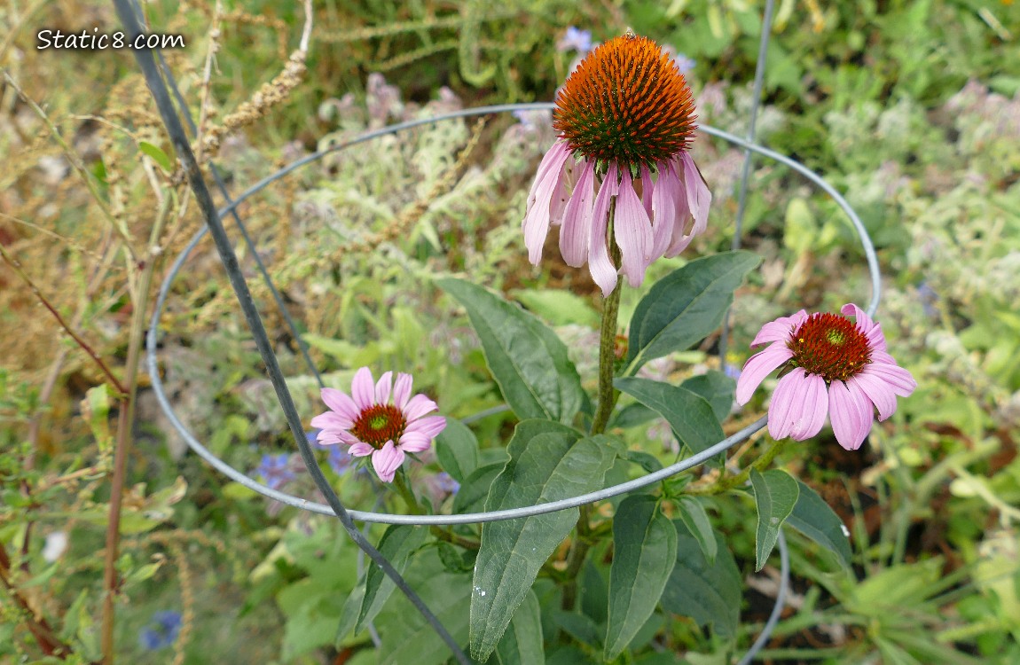Pink Echinacea blooms surrounded by weeds