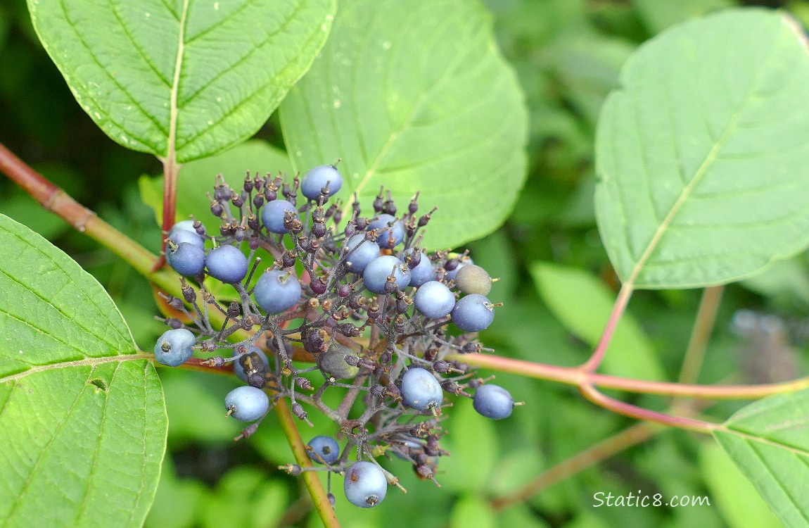 Blue fruits surrounded by green leaves