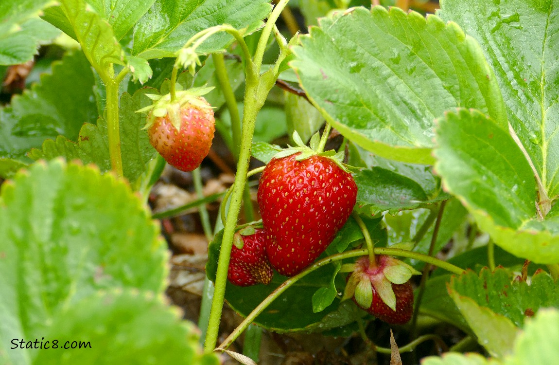 Strawberry fruits ripening on the plant