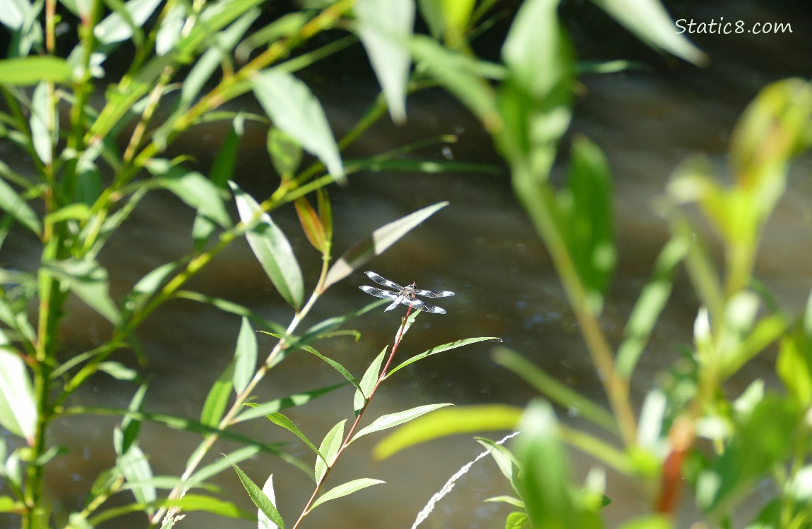 Willow leaves, with the creek in the background.  A dragonfly standing on one of the twigs