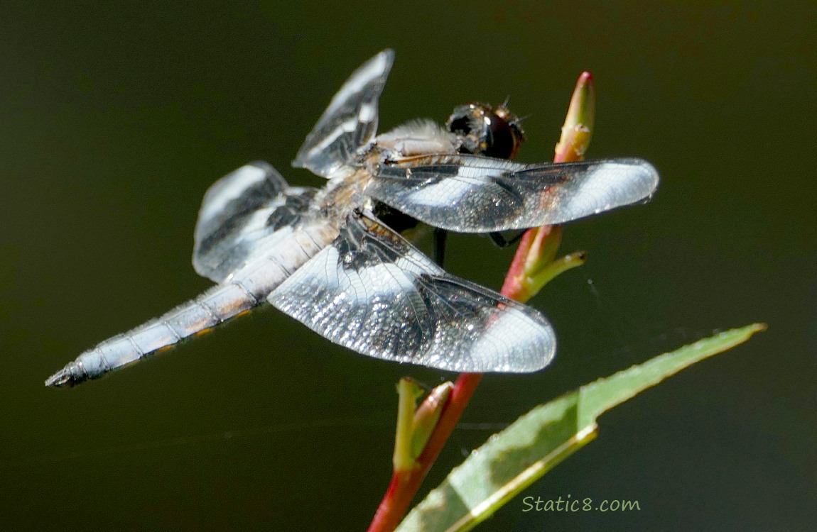 Close up of a dragonfly standing on a twig