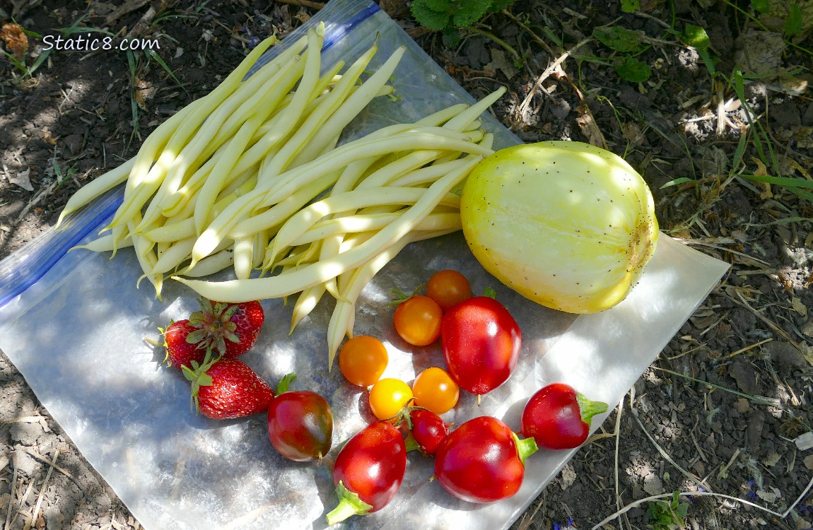 Harvested veggies laying on a ziplock on the ground
