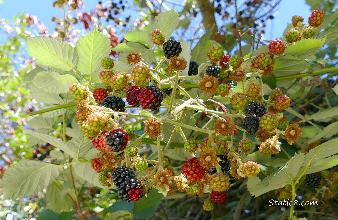 Looking up at ripening blackberries on the vine with bits of blue sky coming thru the leaves