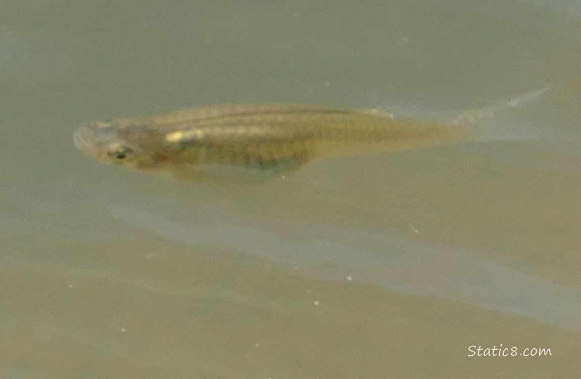 Minnow swimming in water
