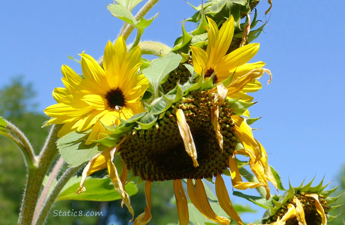 Sunflower blooms in front of a blue sky