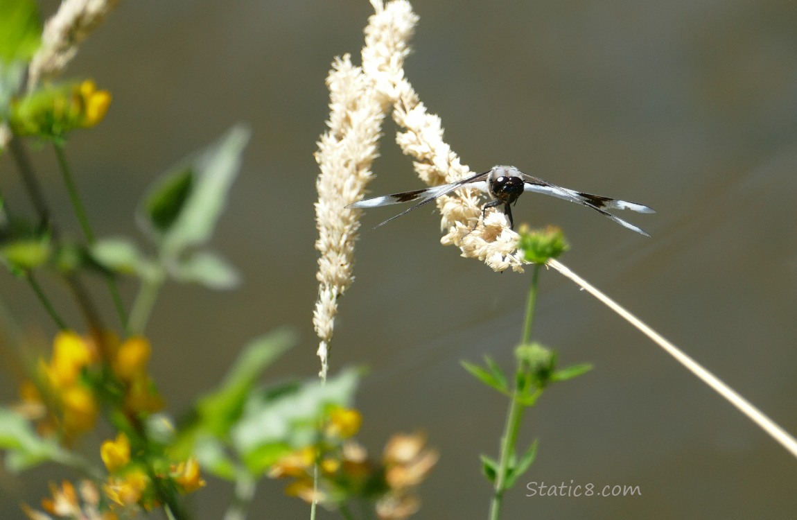 Dragonfly standing on a twig