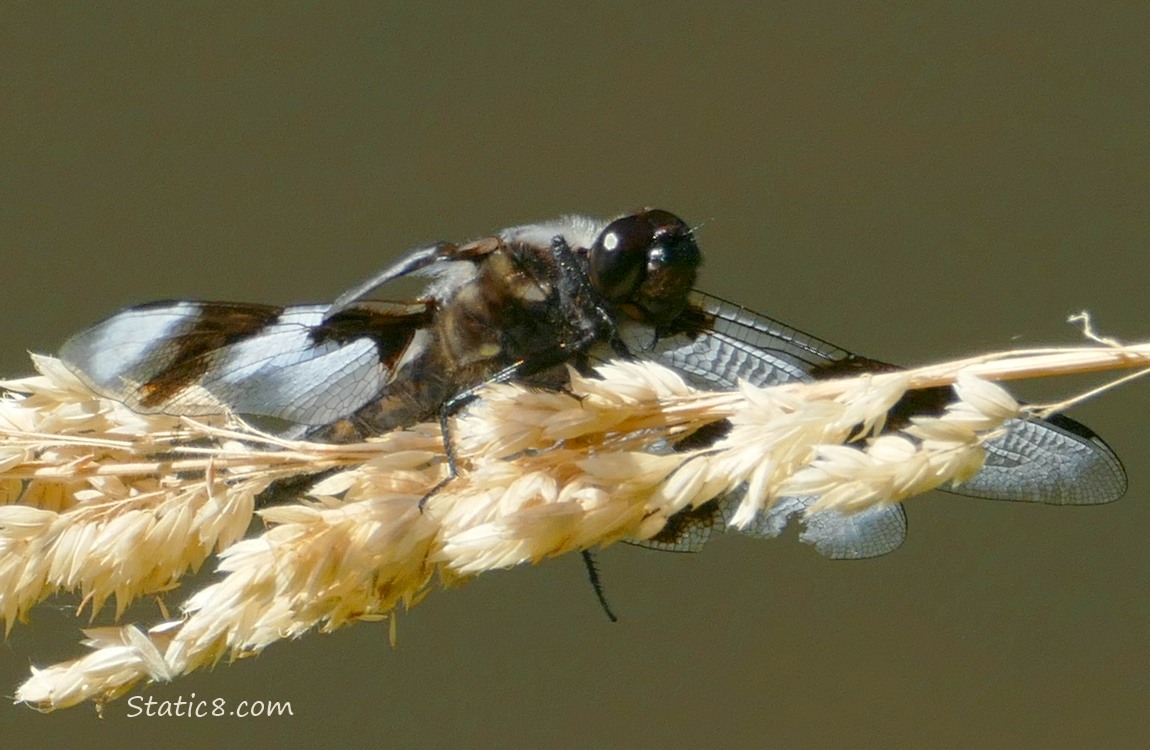 Dragonfly sitting on a grass seed head