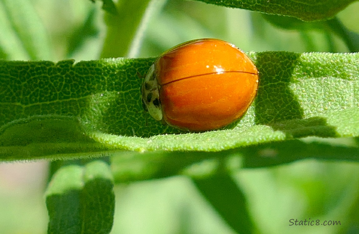 Asian Ladybug with no spots standing on a green leaf