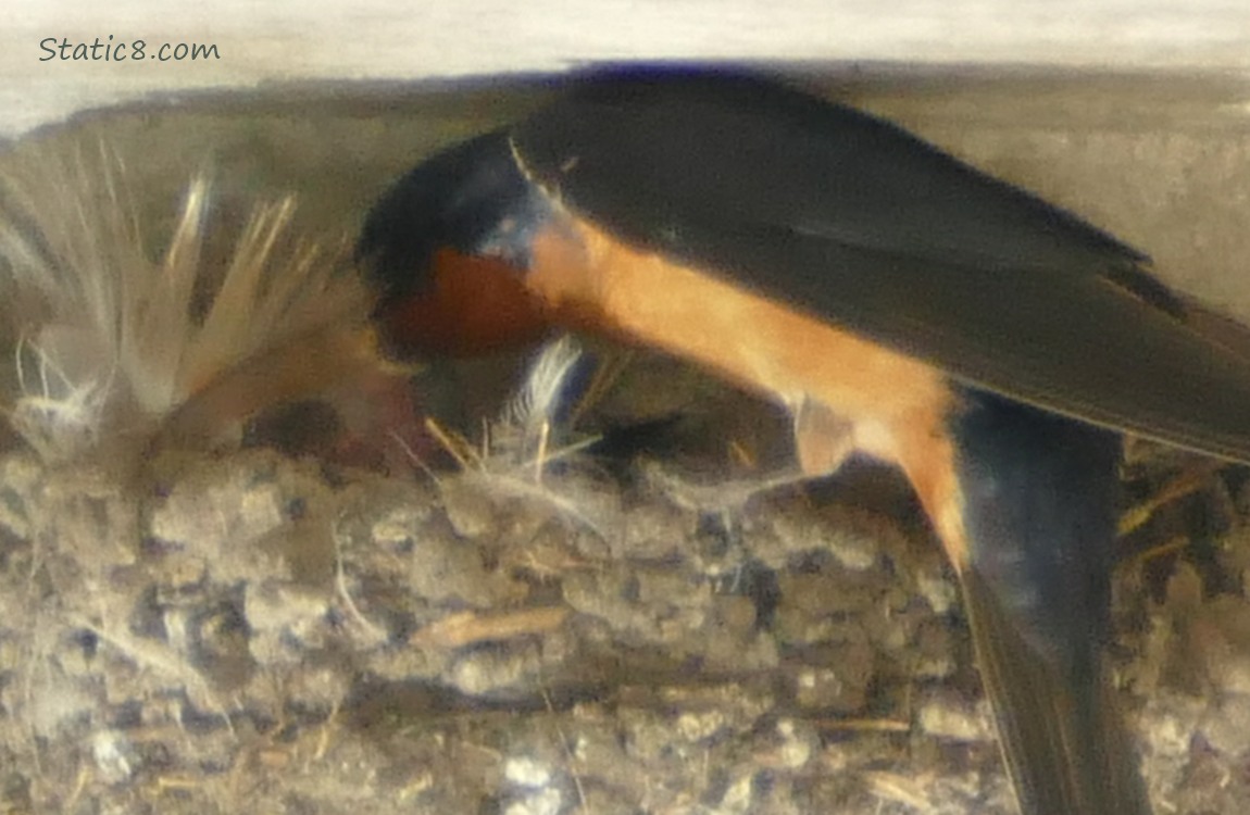 Barn Swallow parent, standing on the edge of a nest, feeding a baby who is hidden behind a feather lining the nest