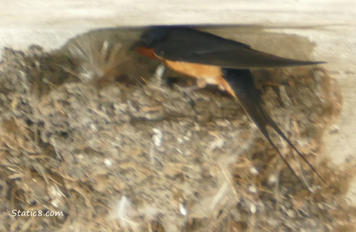 Barn Swallow parent standing on the edge of the nest