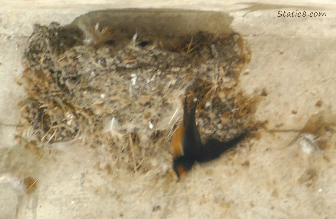 blurry Barn Swallow flies away from the nest