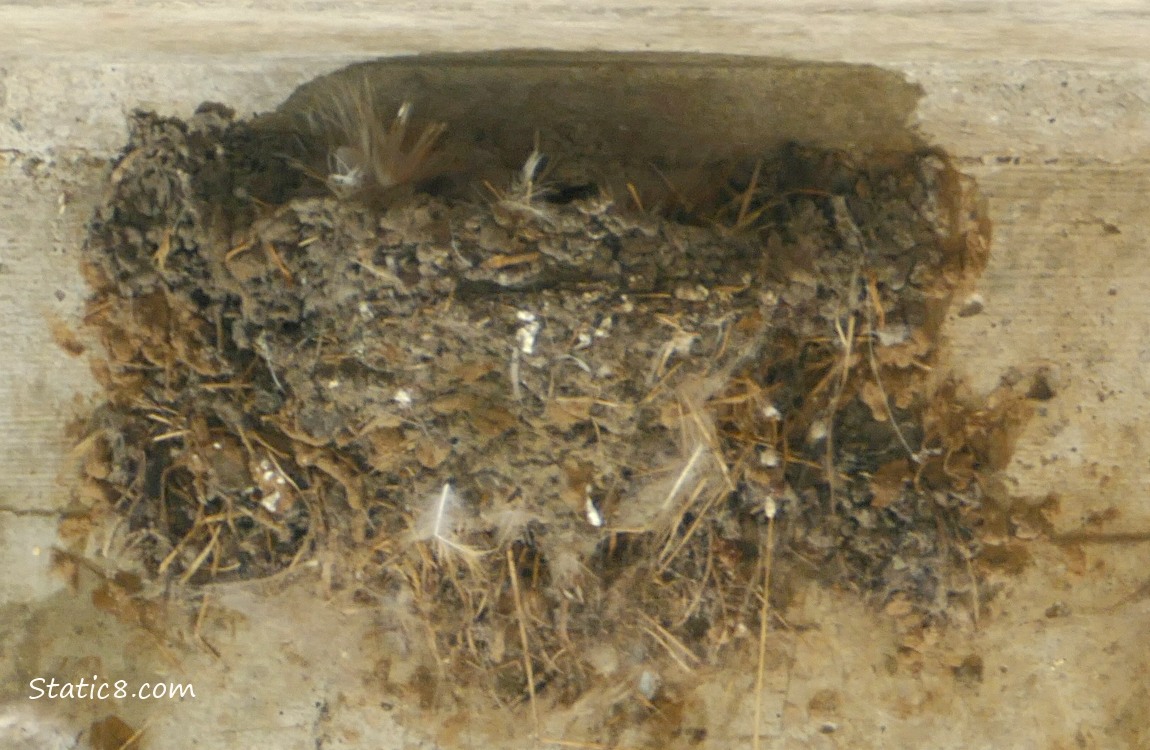 Barn Swallow nest attached to a concrete wall