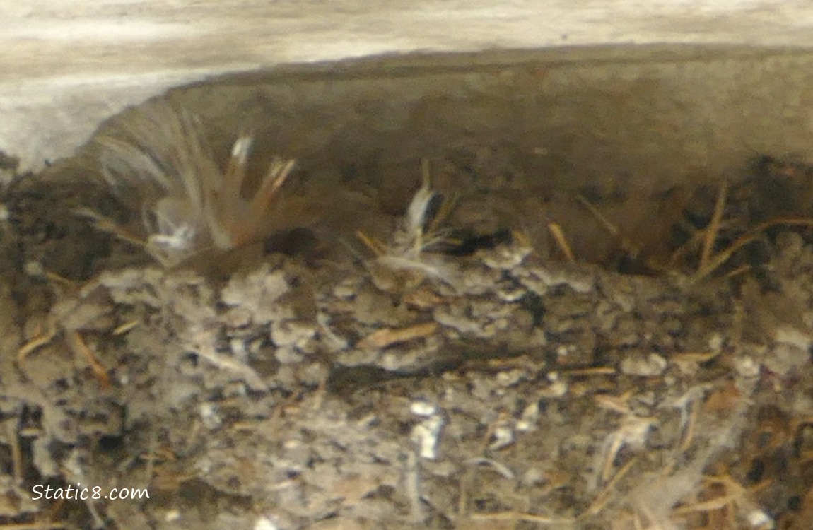 Barn Swallow nest attached to a concrete wall, near the ceiling
