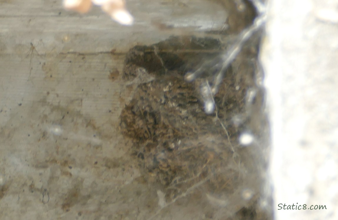 Barn Swallow nest attached to a corner of a concrete wall