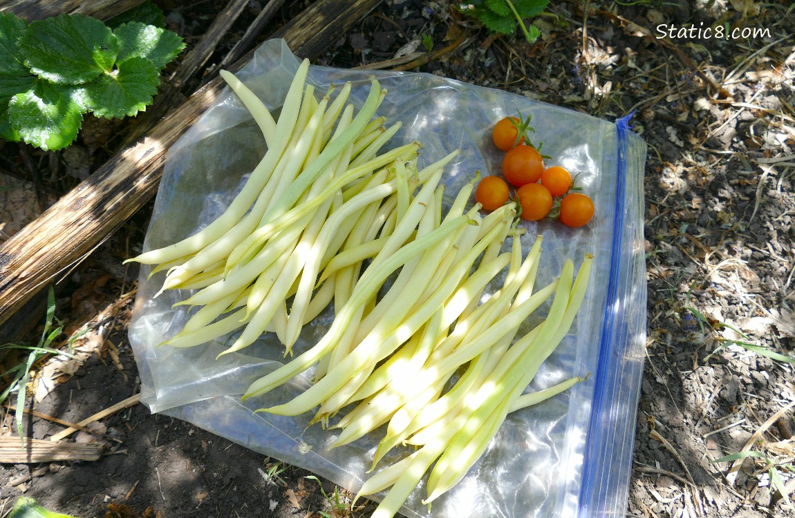 Harvested Veggies laying on a ziplock on the ground