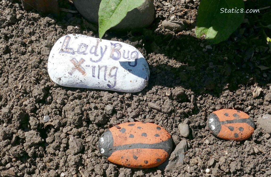 Rocks painted like ladybugs