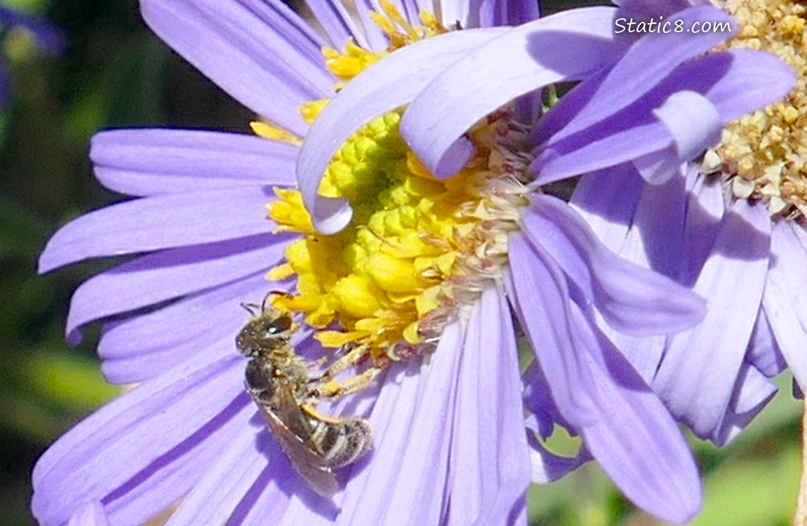 Bee on an Aster bloom