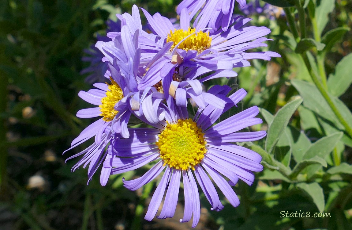 Close up of three Aster blooms