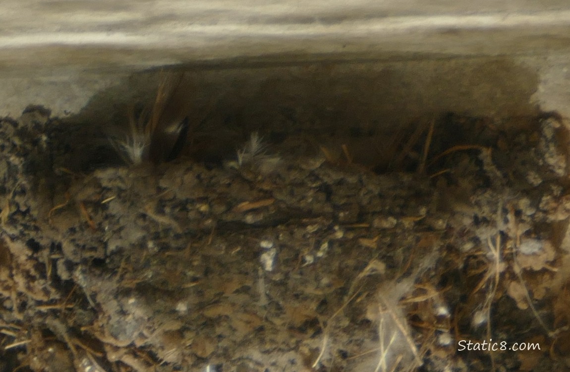 Barn Swallow nest on a concrete wall next to the ceiling