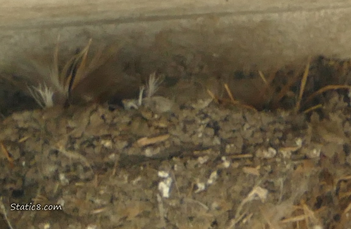 Barn Swallow nest attached to a concrete wall near the ceiling