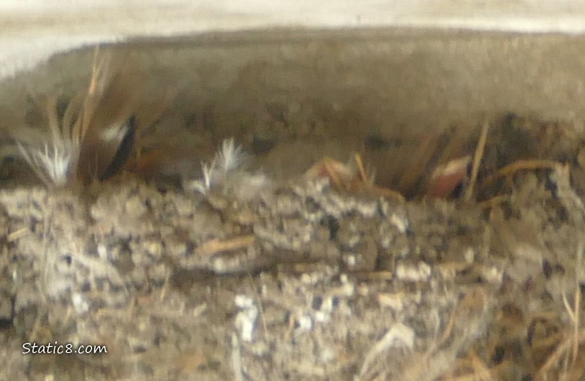 Baby bird beaks poking up out of the nest