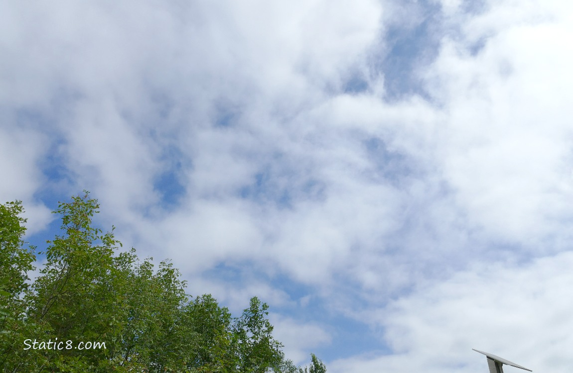 White clouds and blue sky over green trees