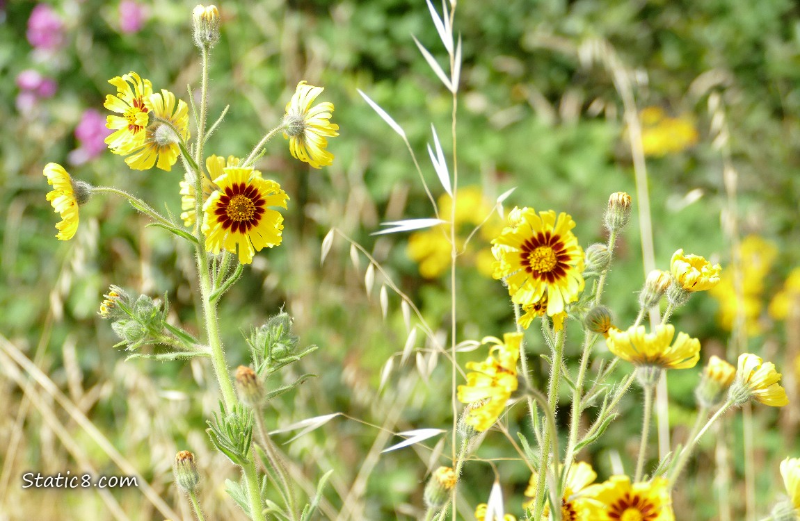 Coreopsis blooms in the grass
