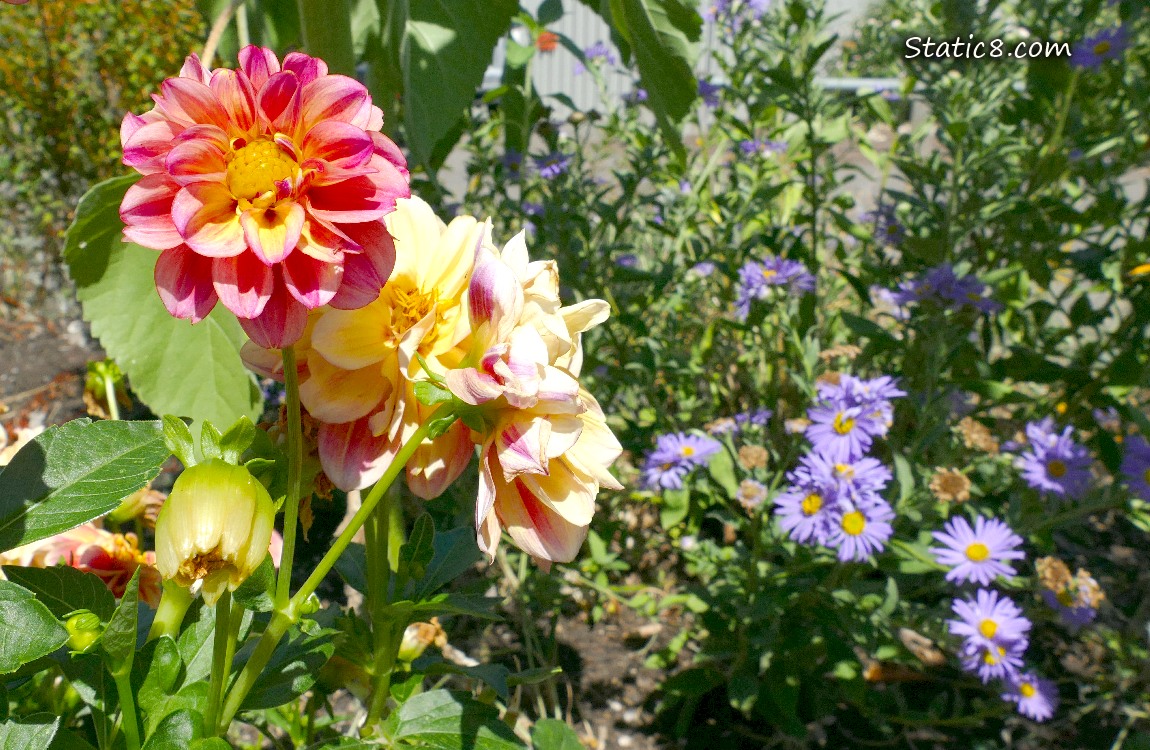 Pink Dahlia blooms with Asters in the background