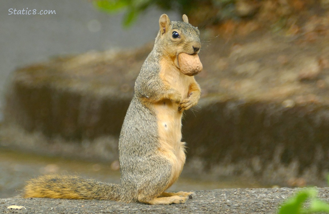 Squirrel standing on the sidewalk, holding a walnut in her mouth