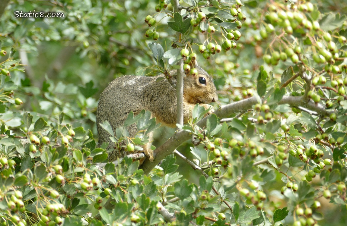 Squirrel in a Hawthorn tree