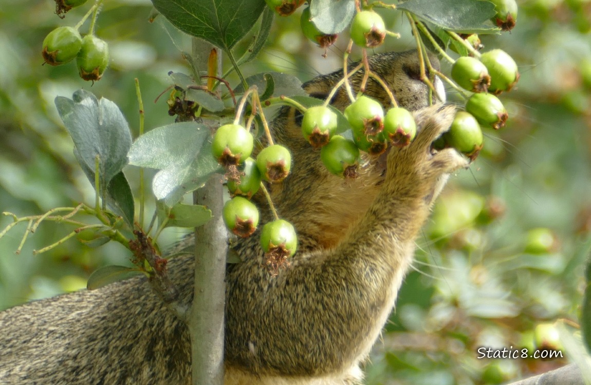 Squirrel hoding a group of green Hawthorn berries hanging from the tree