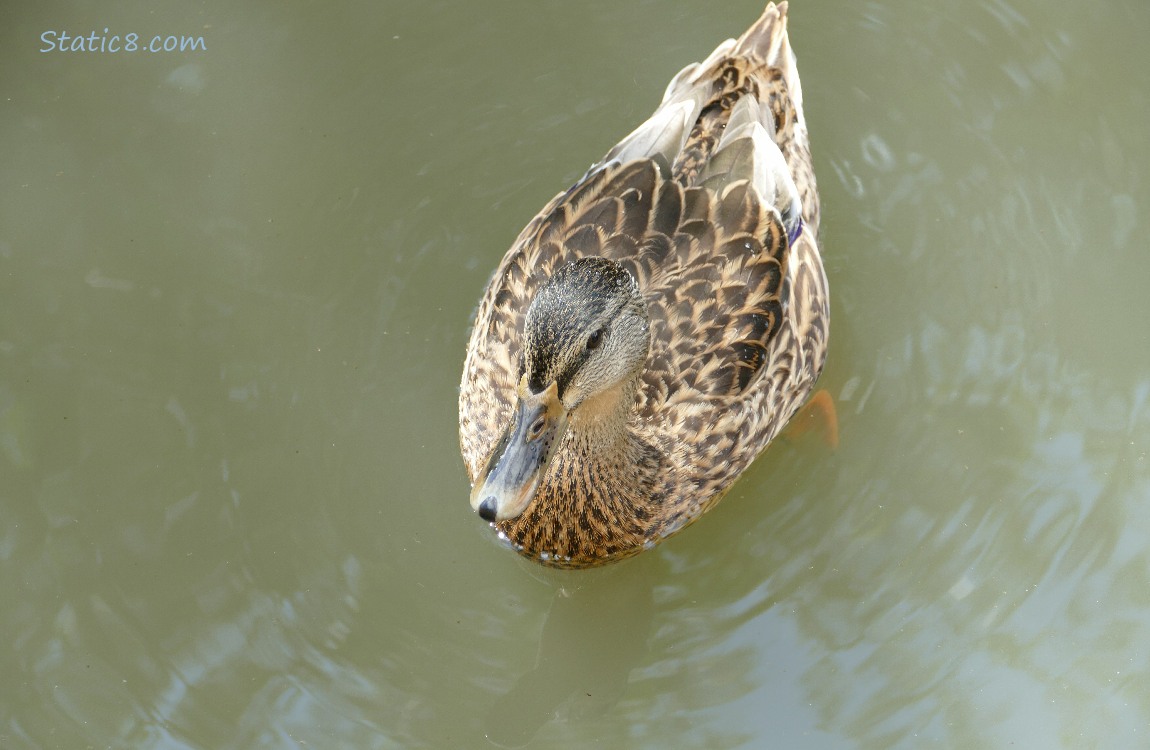 Mallard paddling in the water