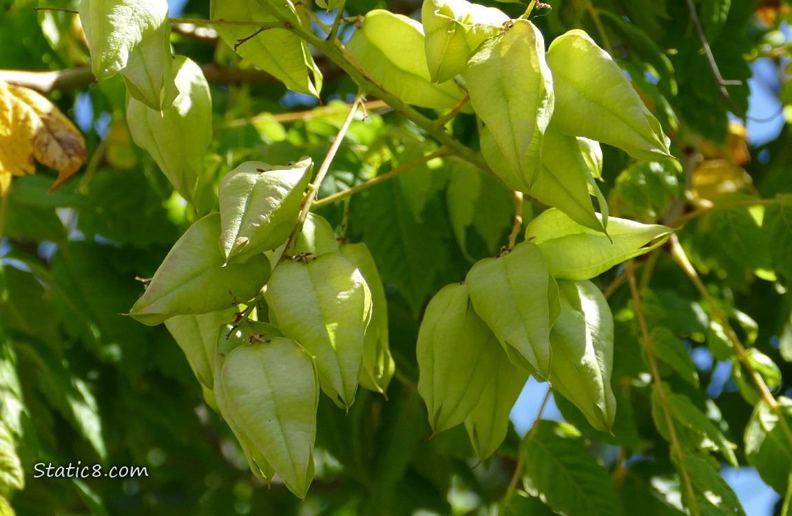 Tree seed pods hanging down from the tree