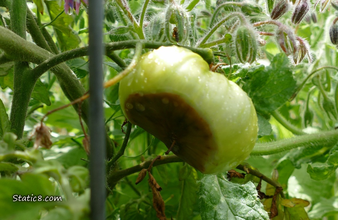 Tomato with blossom end rot hanging from the plant