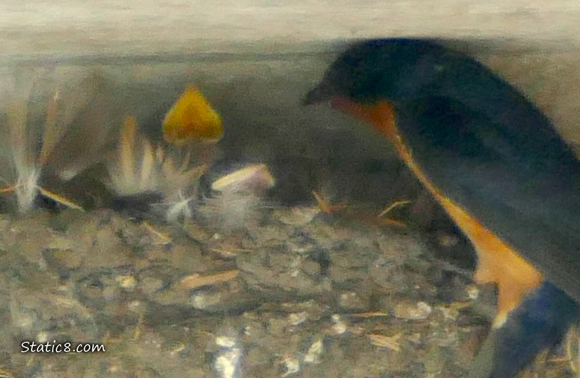 Barn Swallow parent standing at the edge of the nest with two babies begging for food