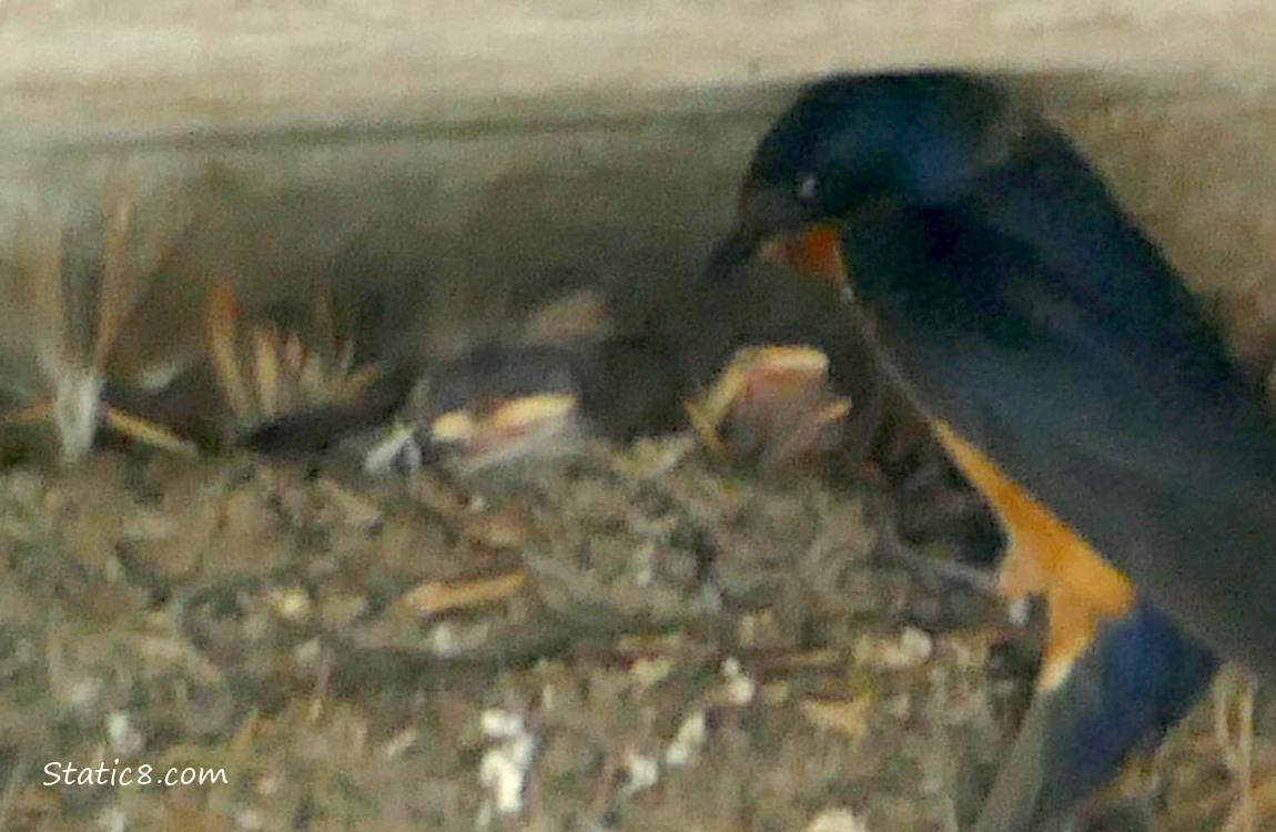Barn Swallow parent standing at the edge of the nest with three blurry babies begging for food