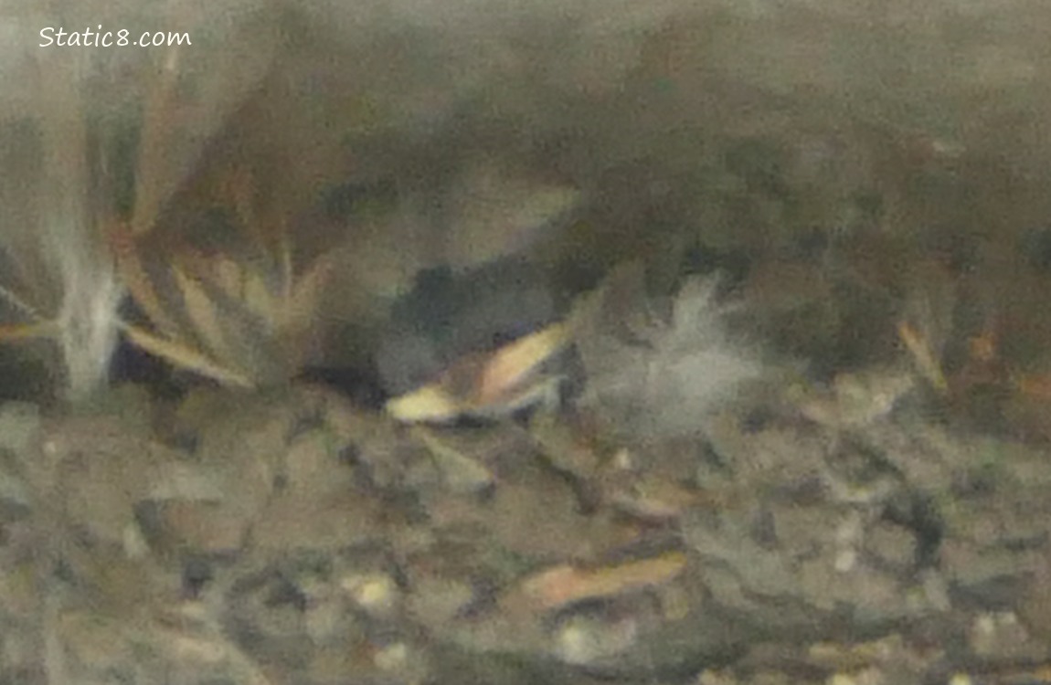 Baby Barn Swallow resting her head on the edge of the nest