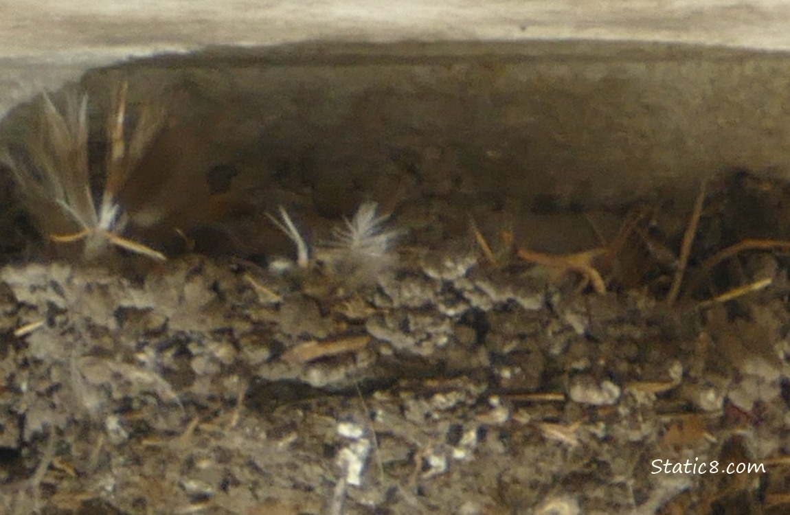 Barn Swallow nest attached to concrete,  next to the ceiling