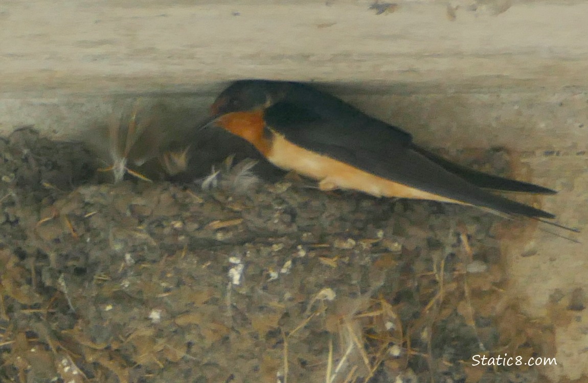 Barn Swallow parent standing on the nest