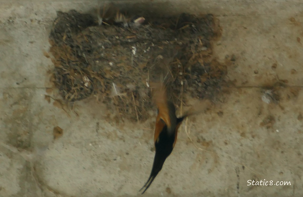 Barn Swallow parent flying to the nest
