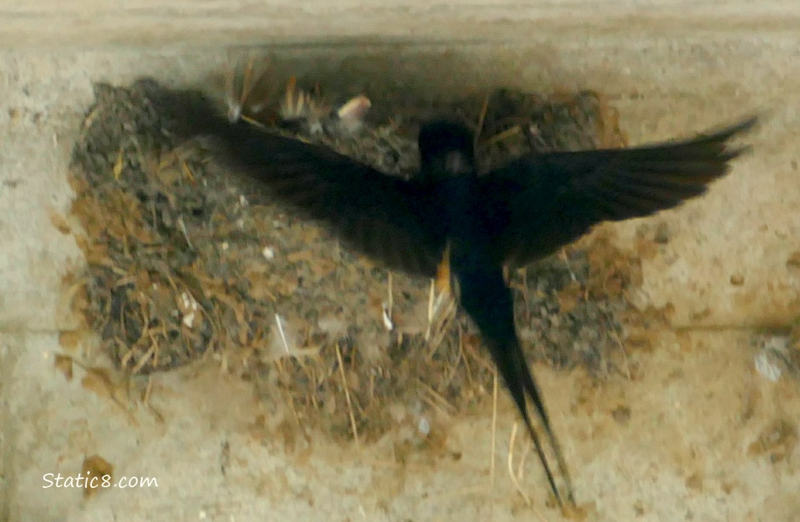 Barn Swallow parent flying to the nest