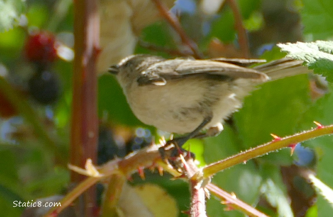 Bushtit standing on a thorny twig, turned away