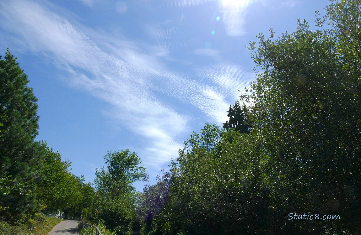 Cirrus clouds in a blue sky, over the trees
