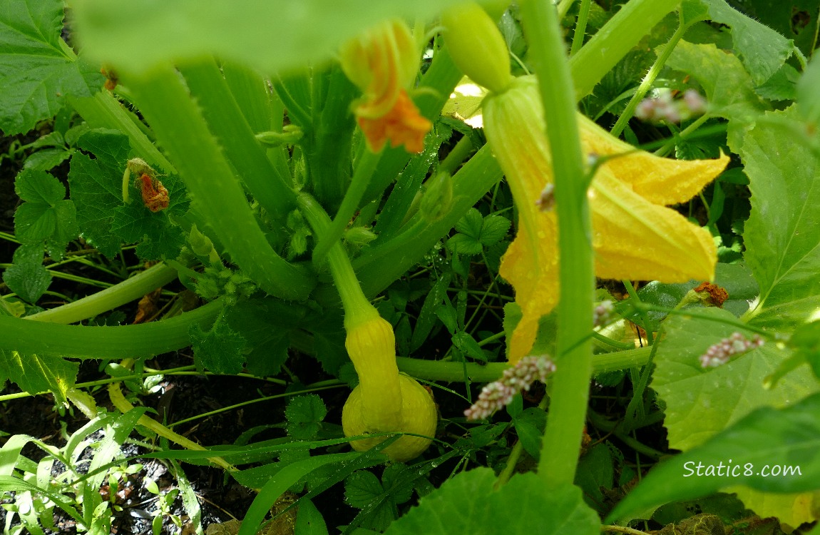 Crookneck fruits growing under the leaves of the plant