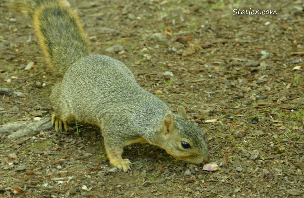 Squirrel on the ground, sniffing a nut