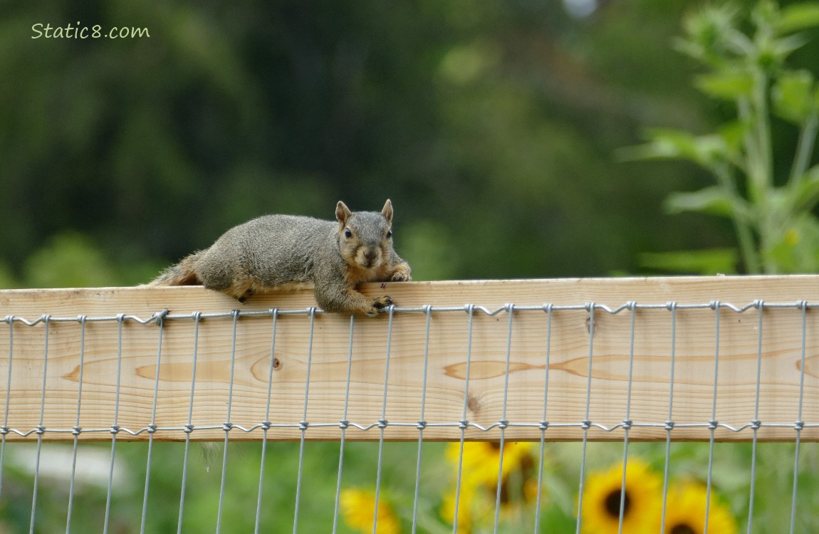 Squirrel sprawled at the top of a wood fence