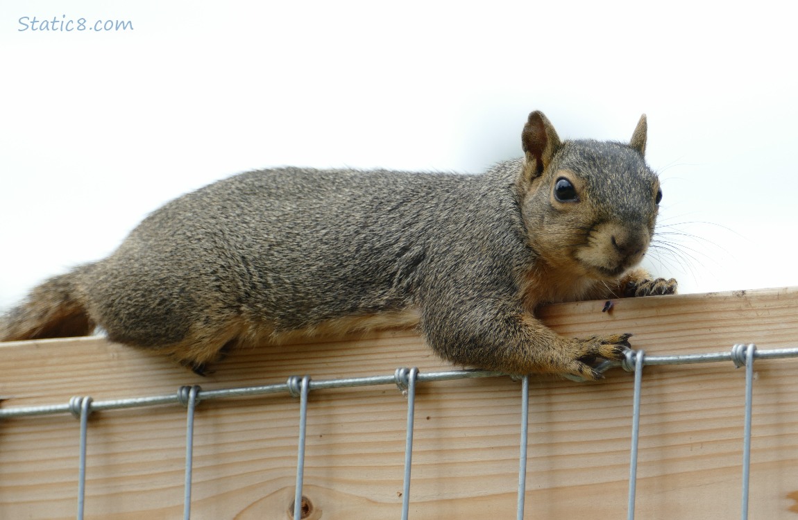 Squirrel sprawled at the top of a wood fence